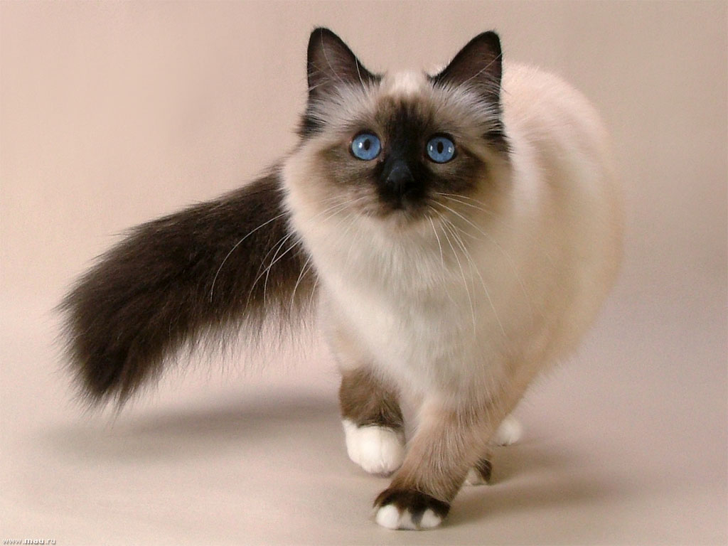 Сиамская кошка считается самой восточной породой, попавшей в Америку и